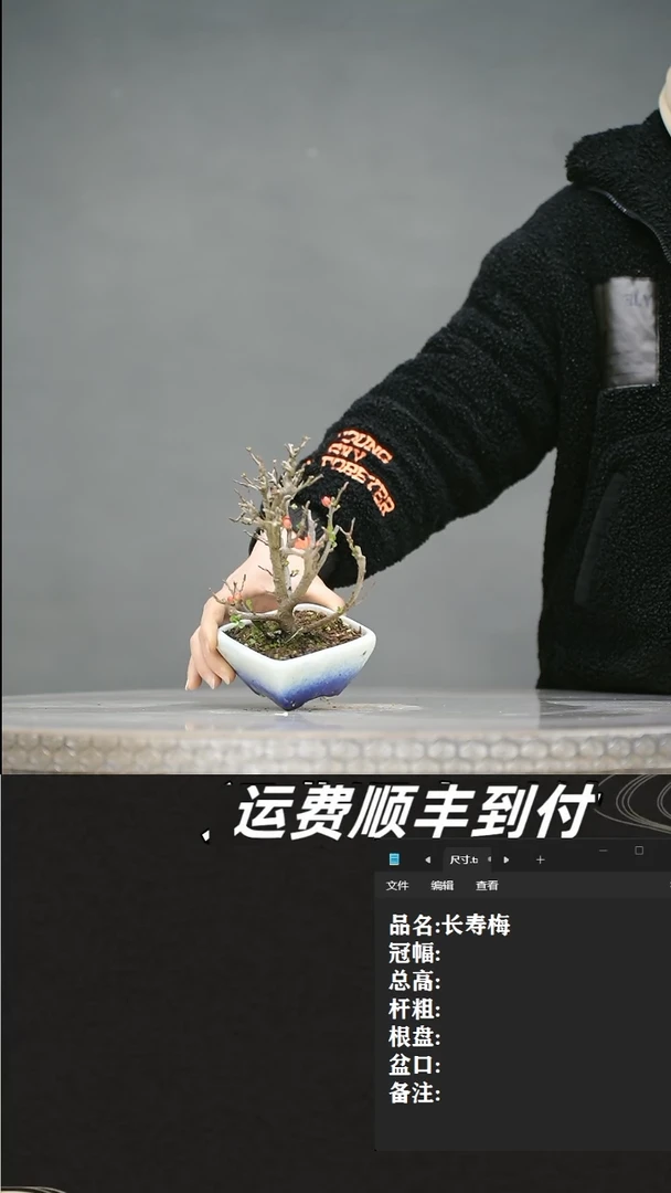 【闪购商品】14  长寿梅