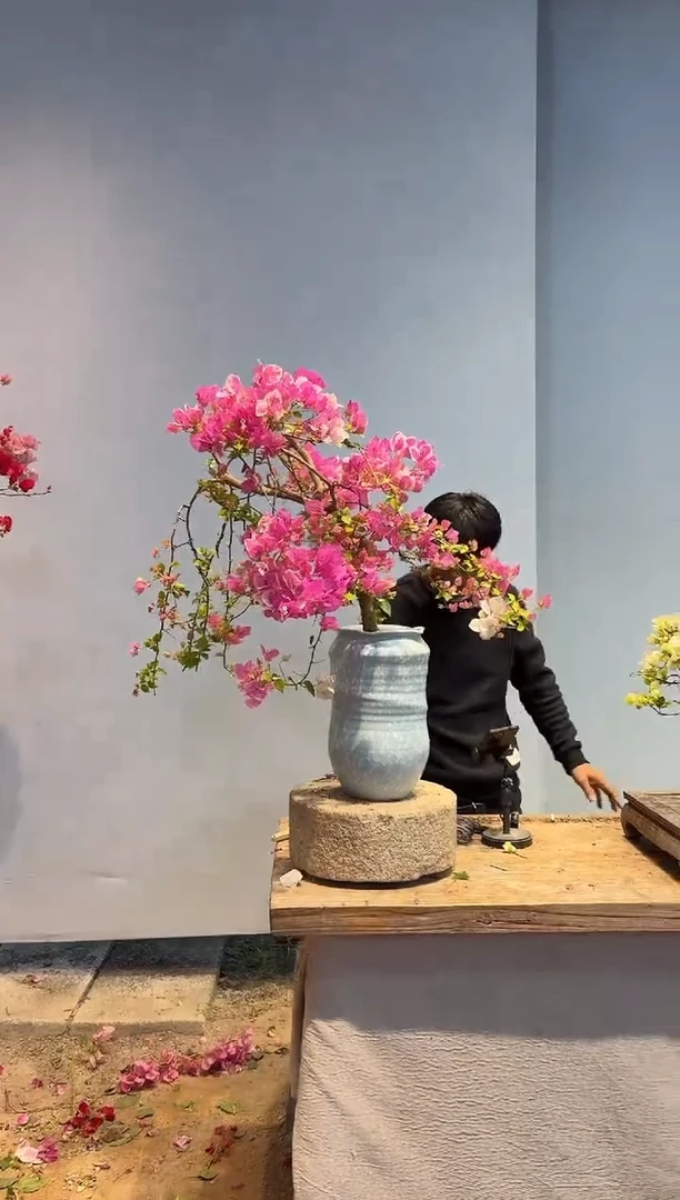 以实际为准三角梅79