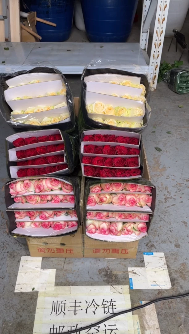 艾沙20枝+高原红20枝+香槟20枝