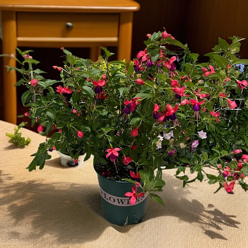 【倒挂金钟45-55】灯笼花带花苞发货送花盆室内盆栽懒人植物