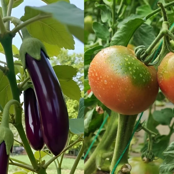 【西红柿+茄子】密云本地农家自产菜 4斤 包邮