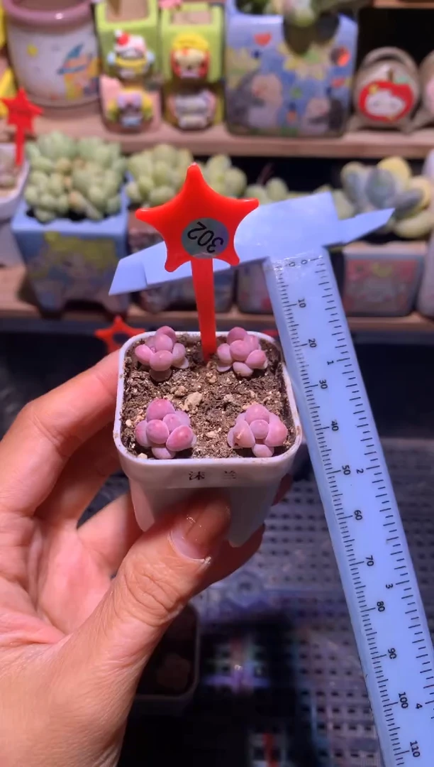 沫兰奶酪一盒带盆发