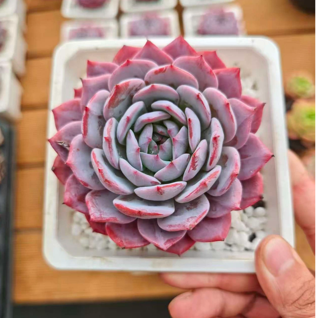 10#姝祺多肉植物  前男友精品多肉 sm0728