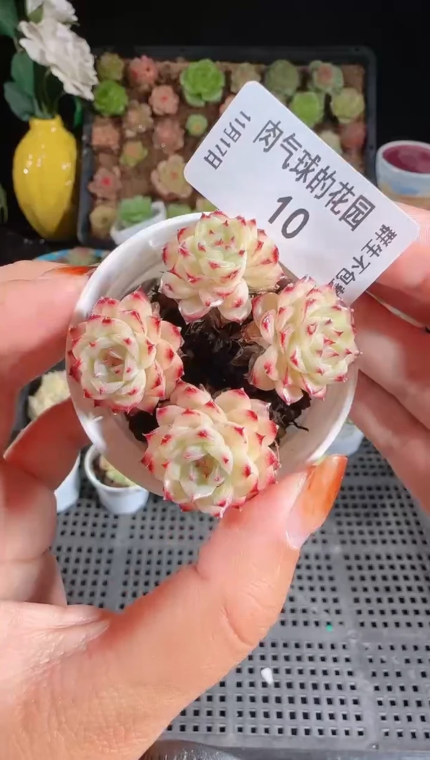 1117-10群生不包整