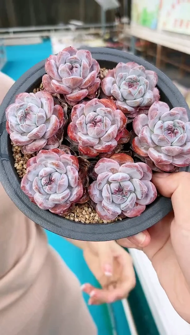 单头琥珀星影三颗