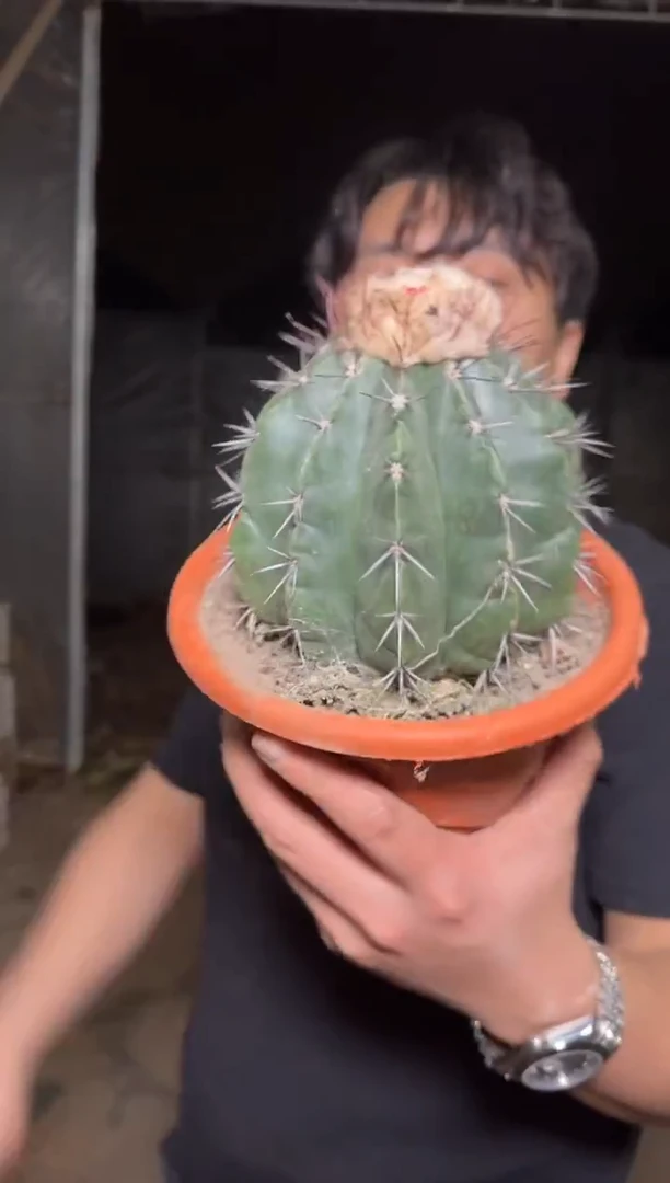 紫云【带云顶】实生根