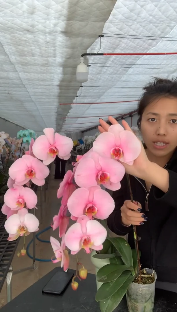 完全开放2棵玫粉色瑕疵