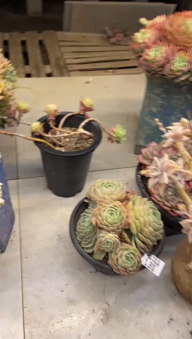 【闪购商品】130昂丝诺