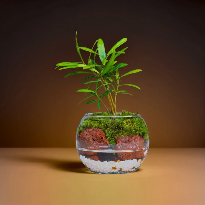 【云归】缘梦-松皮石绿植成品景观8*8cm