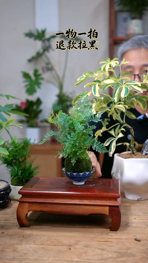 完全开放鸿**玉狼尾蕨148