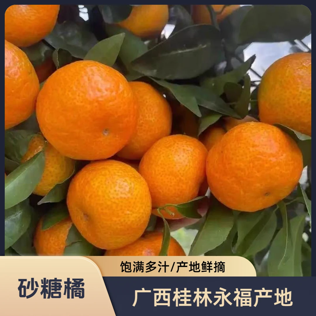 T产地现发 老砂糖橘  正宗广西桂林永福砂糖橘 产地直发 果园现摘