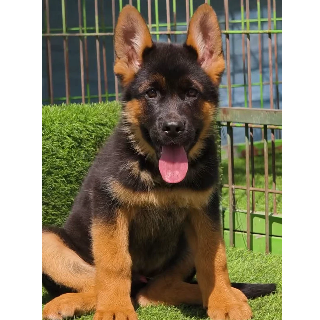 （皇家牧羊犬庄园）T狗狗活体