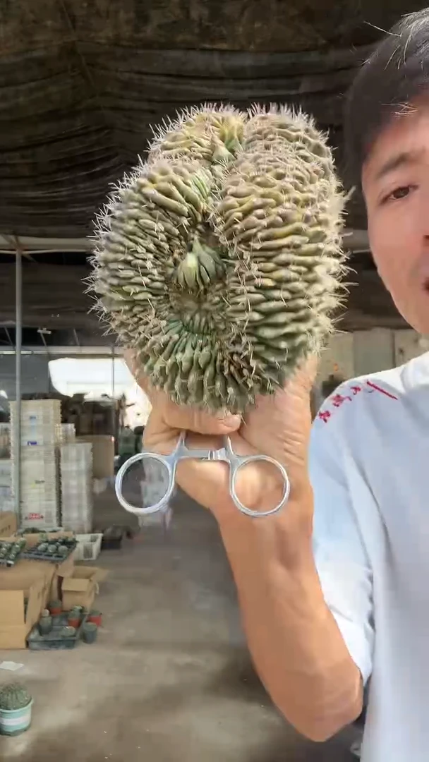 实生翠皇冠缀化29.99