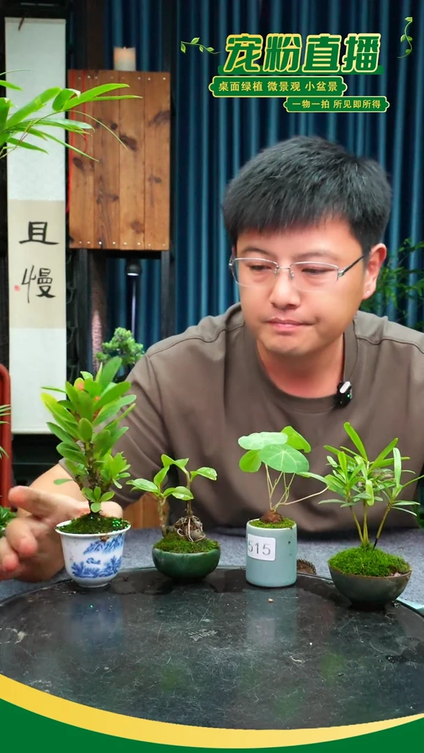 无花朵聂*梵苔藓微景观515号