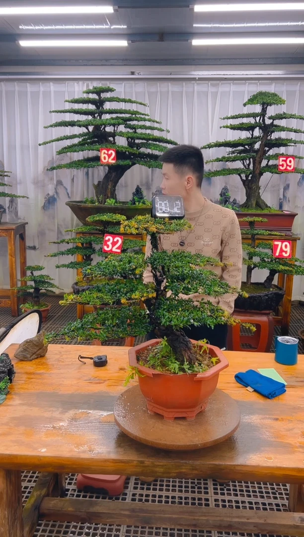 无花朵精品盆景直播间一物一拍