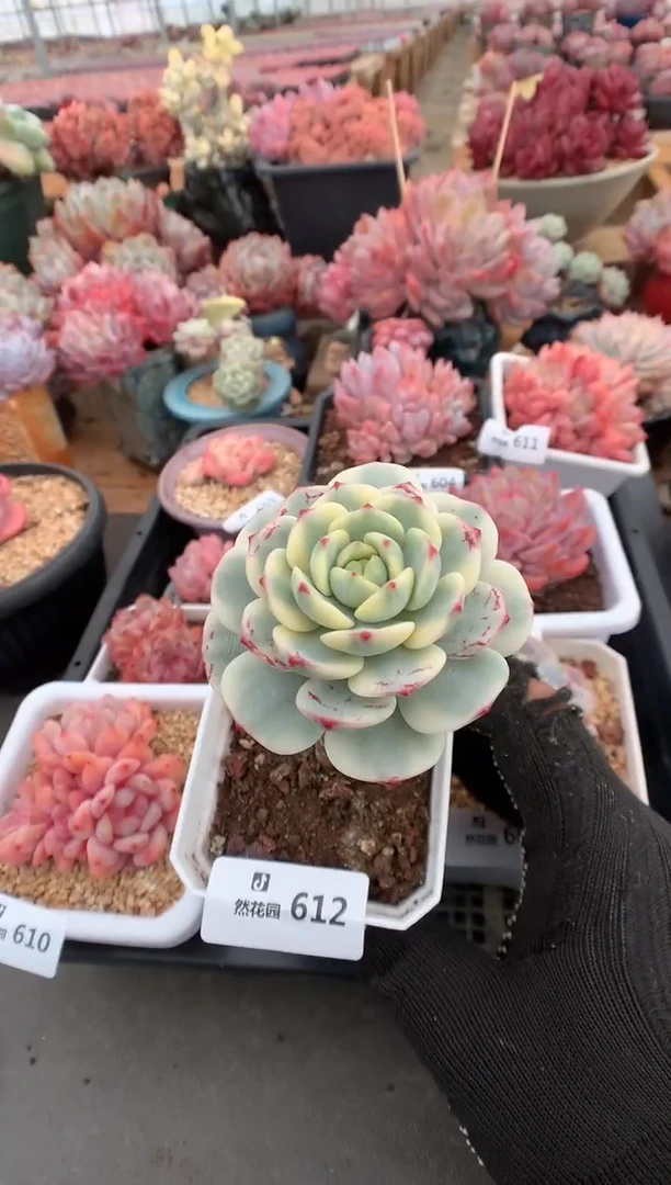 612香草锦多肉植物一物一拍