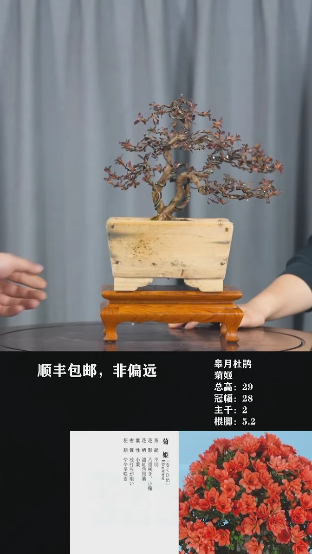 【闪购商品】-菊姬-T49