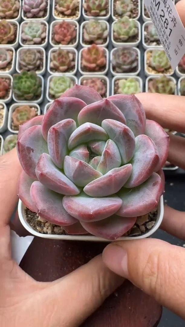 281M带盆土发 当场拍3颗以上包柚 多肉植物 一物一拍