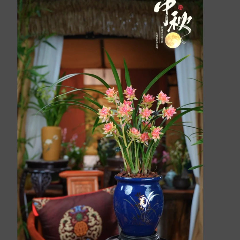 建兰 带花苞 [红禅牡丹] 浓香型 室内好养兰花 一整套带盆种好