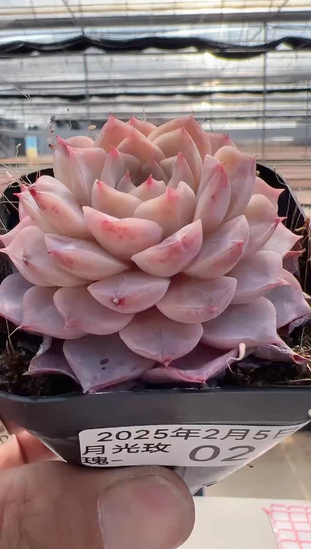 【闪购商品】月光玫瑰-2