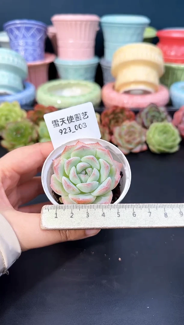 923-003青山(冠幅5cm)