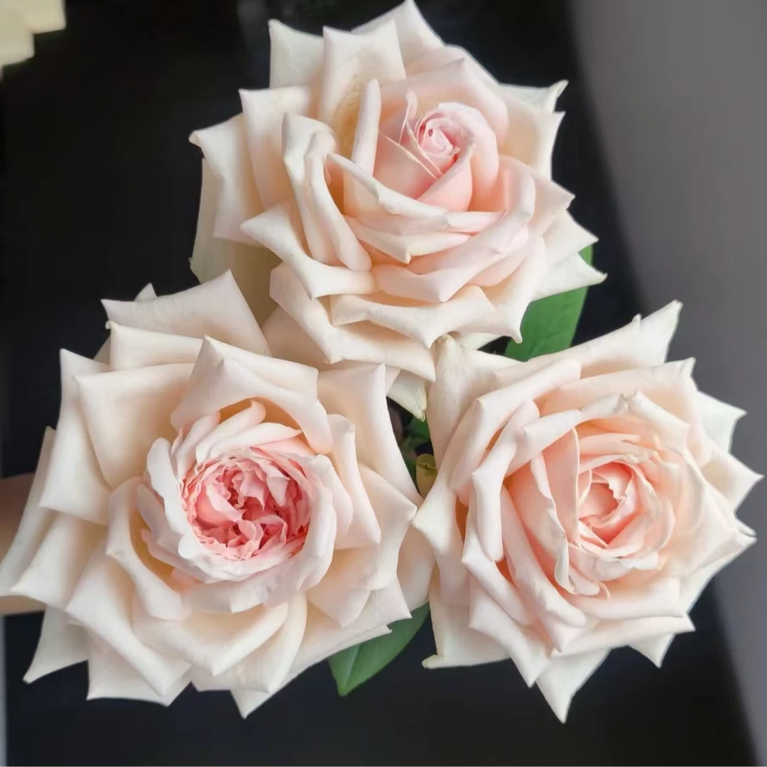 （A级 单头美琪）玫瑰云南基地直发生活鲜花