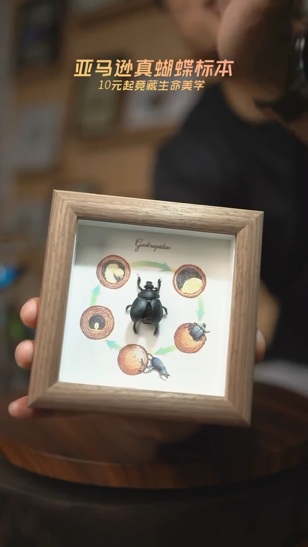 蜣螂演化版4寸木纹方框