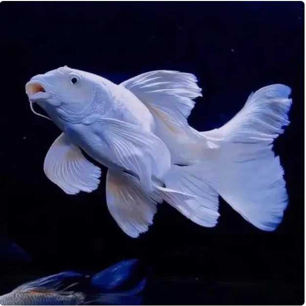 精品普身蝴蝶鲤鱼台系纯种贵妃体白色观赏鱼