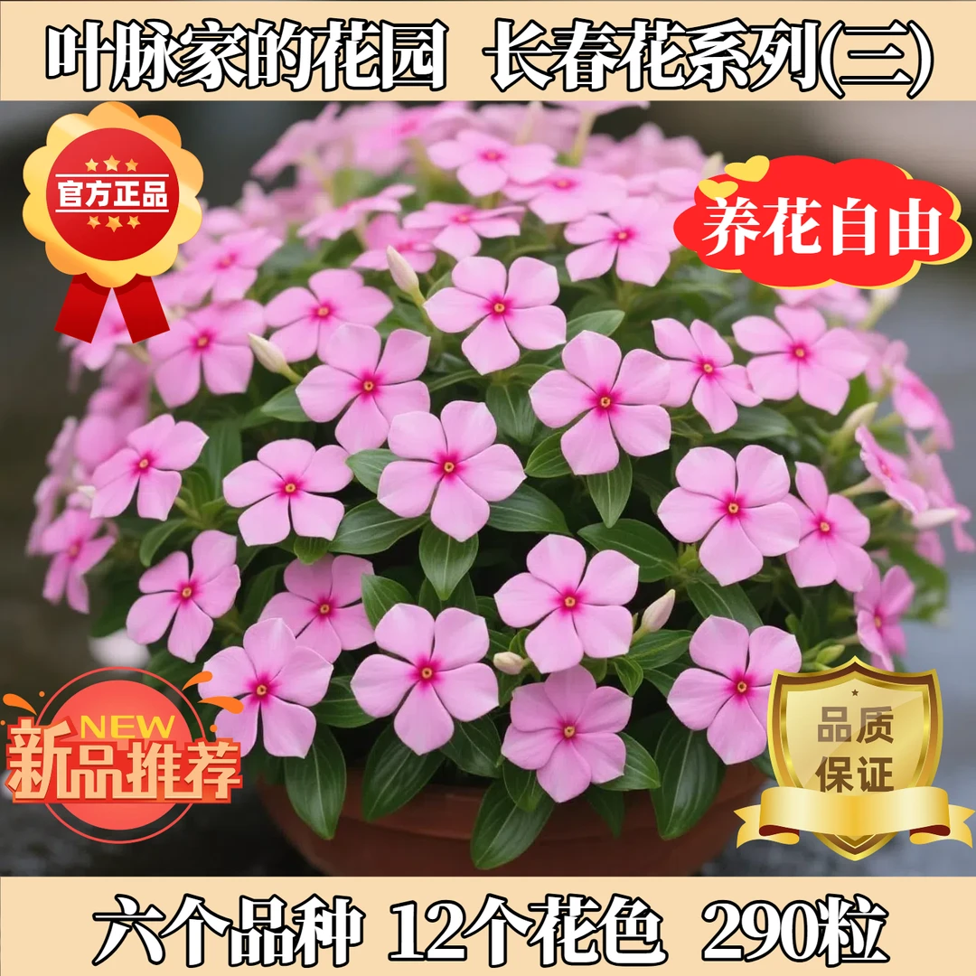 长春花种子套装系列三（国产+太阳风暴+太平洋+地中海+刺青）