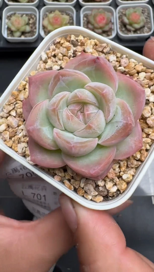699L当天拍3颗包柚 带盆土纸巾打包 云禹花卉 珍妮多肉植物