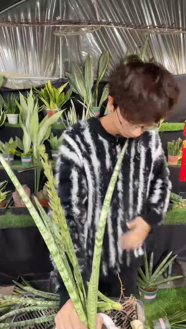 【闪购商品】白天鹅裸根19.9