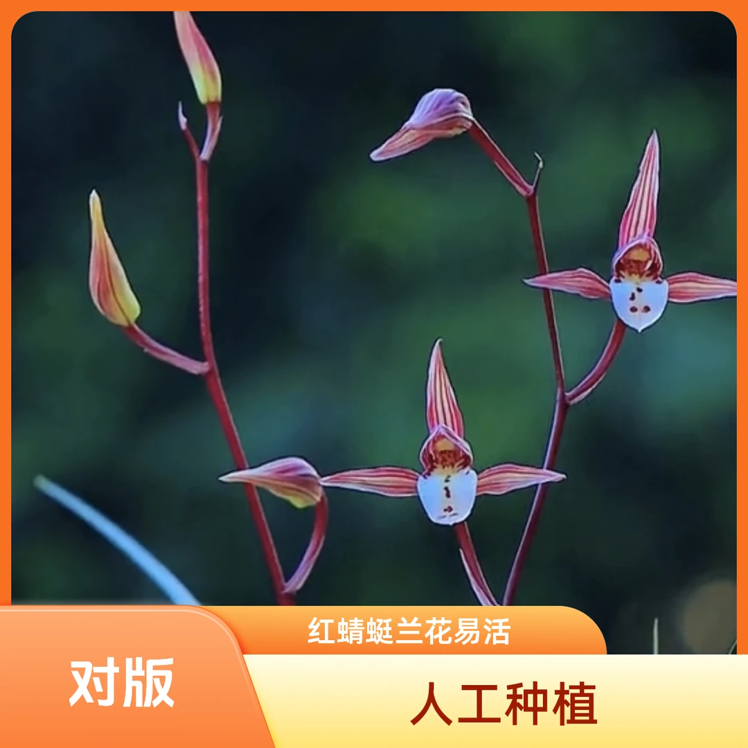 【红蜻蜓】寒兰名品国兰老种2苗 花开浓香 好养易活 对版 人工种植