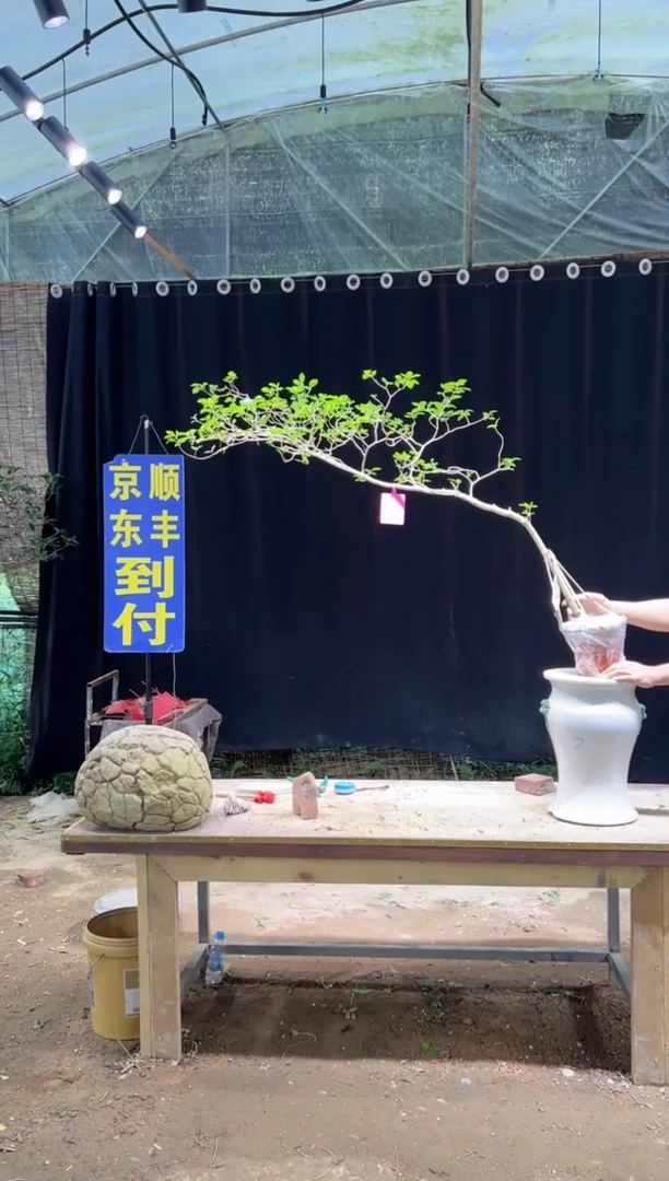 当前无花朵，栽培后可花朵风*云海岛栀子花