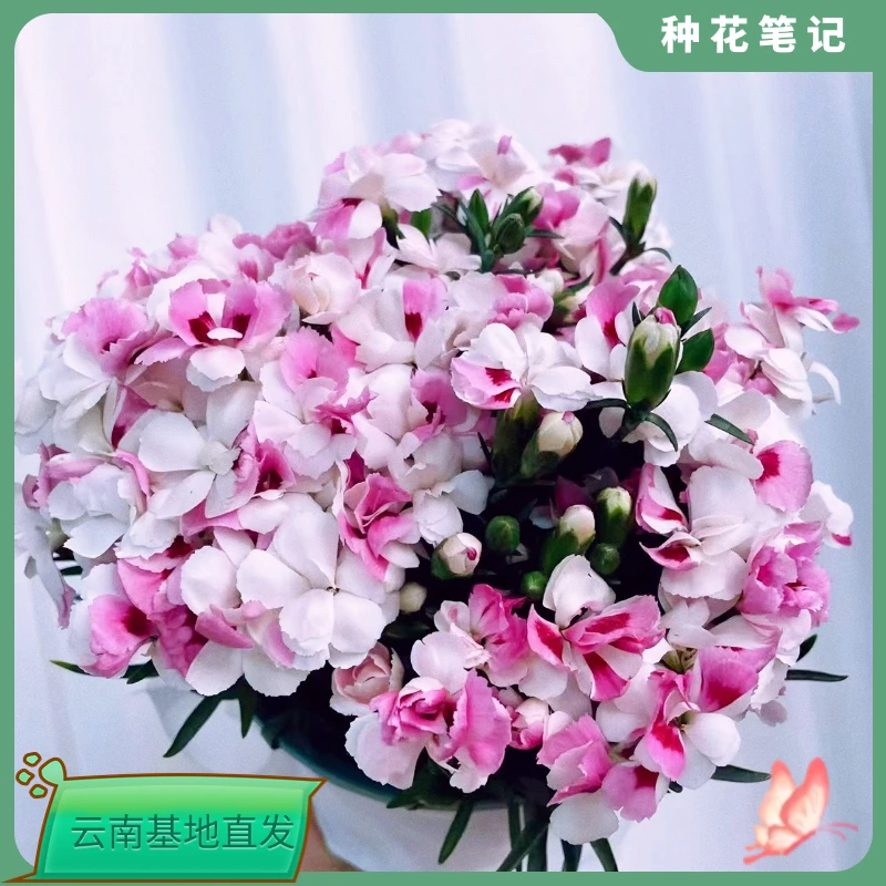 【粉色骄傲】带花苞四季花卉室内花阳台石竹观花植物好养易活