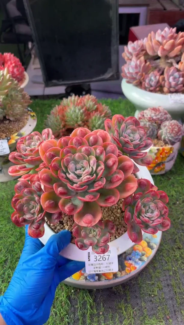 昆明印象多肉3267