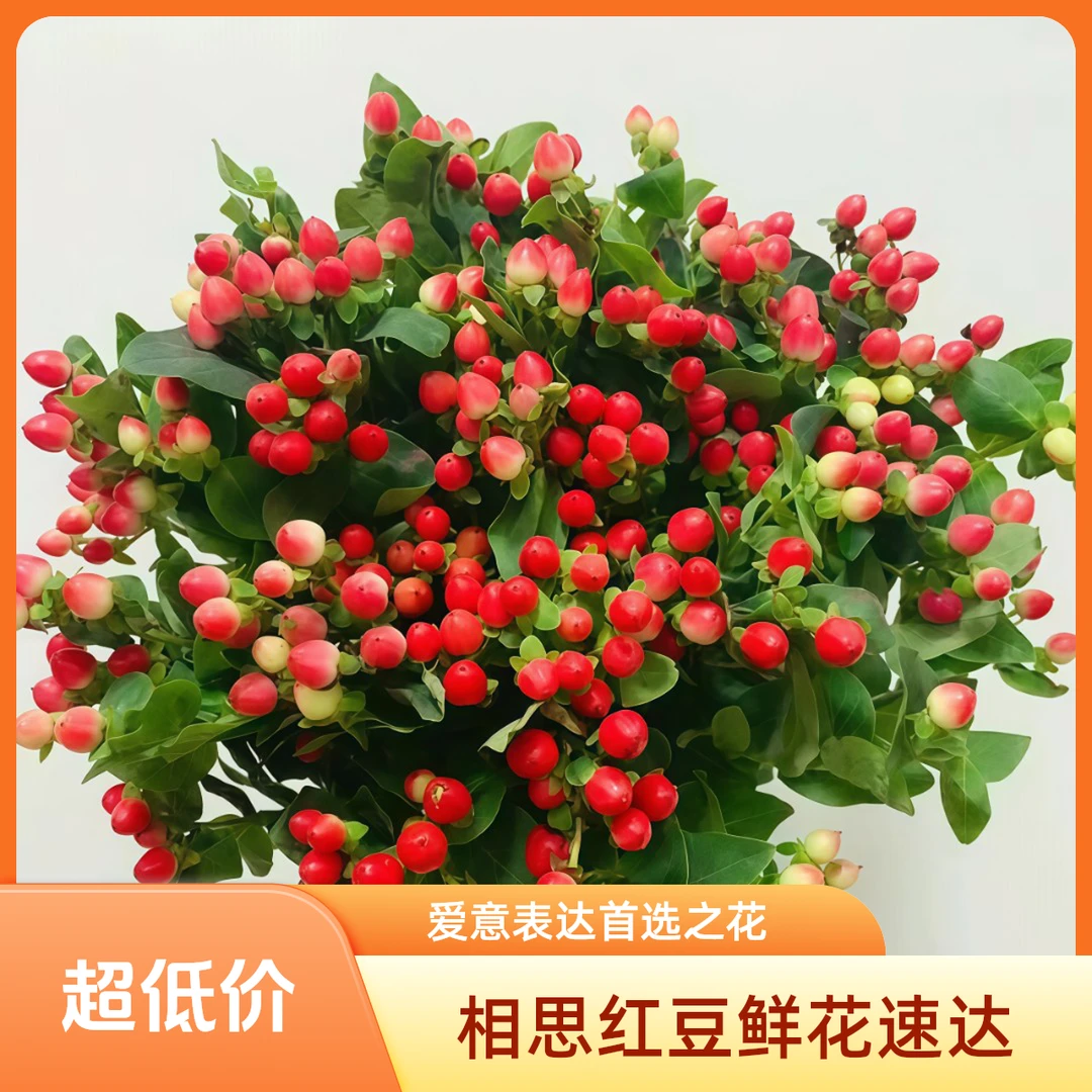 《相思红豆4至5支》全场俩单包邮鲜切花生活插花内今天下次日达