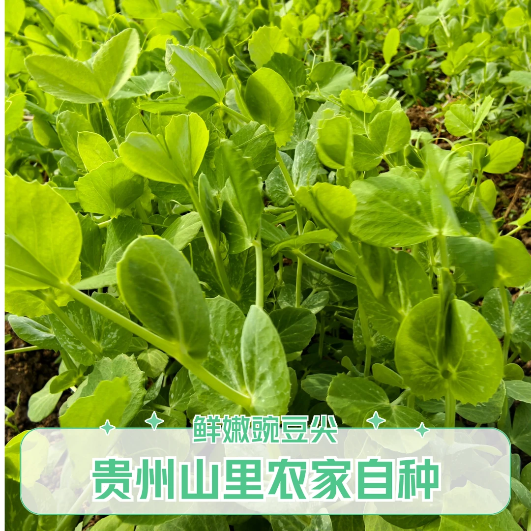 贵州老品种小叶龙须豌豆尖豌豆巅豌豆苗新鲜采摘现采现发