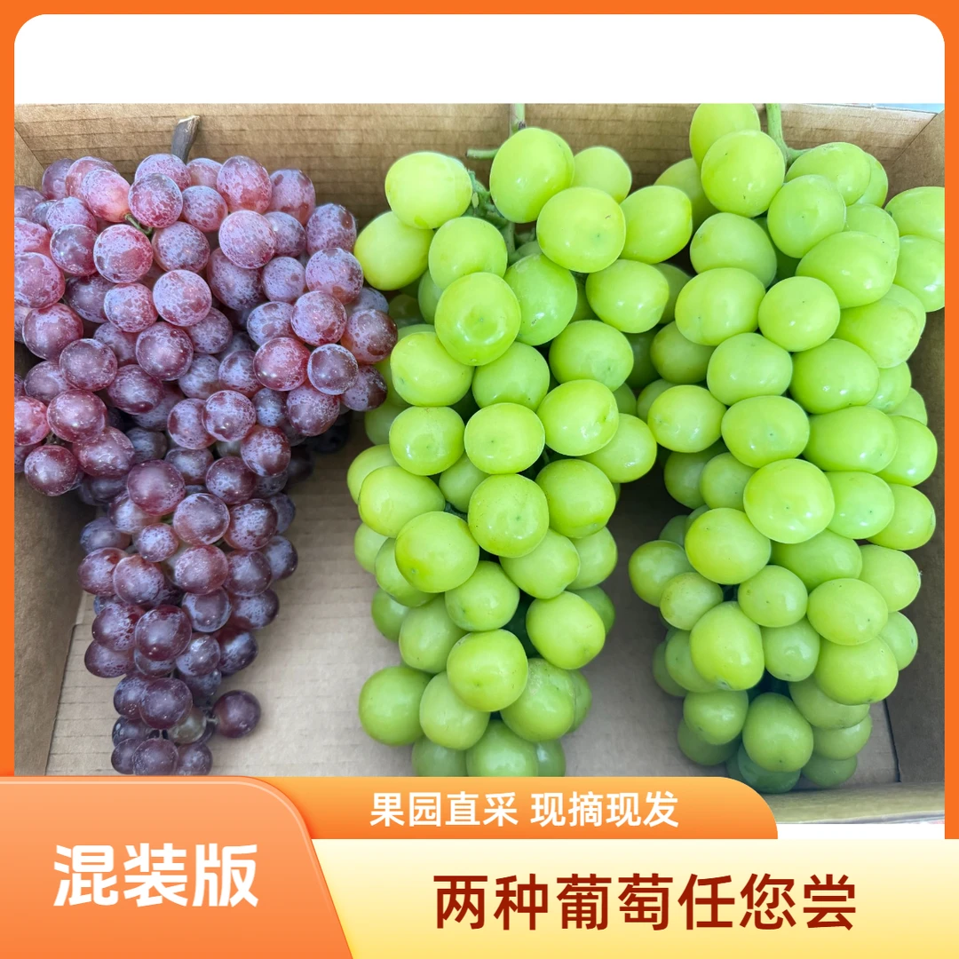 【顺丰包邮】阳光玫瑰红艳无核混装版现摘现发河北省