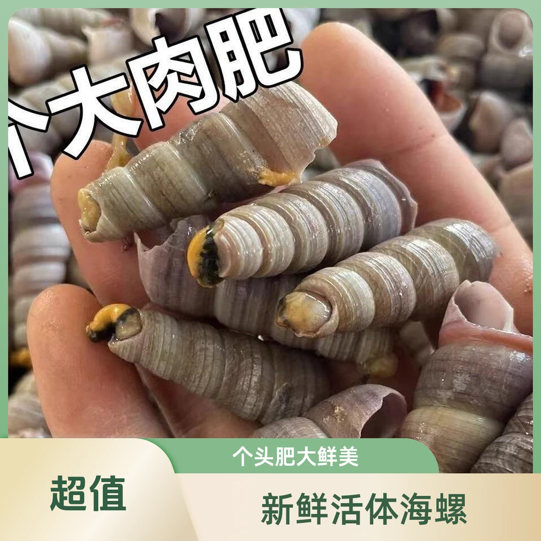 【顺丰次日达】青岛新鲜去尾钉螺（1斤/50-60只左右）精品