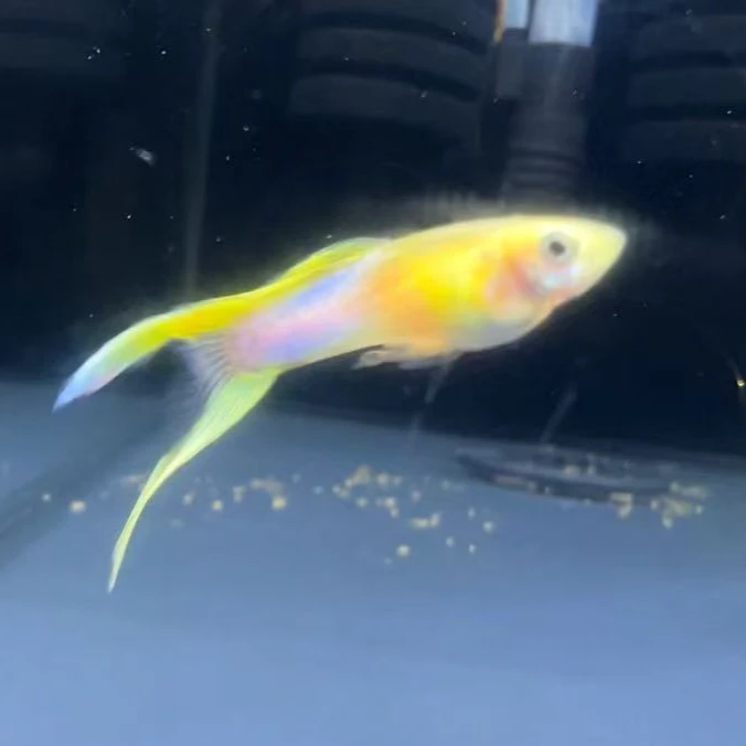 蓝双剑 俩对 孔雀鱼快递显示签收2小时内无视频不报损 入缸不包损