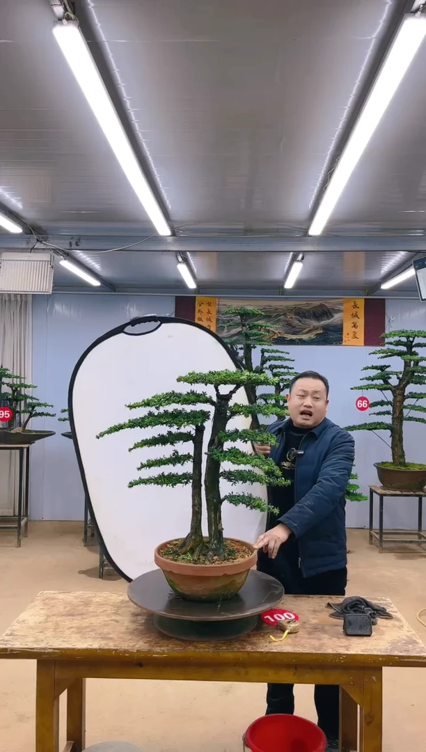 【闪购商品】精品盆景  一物一拍