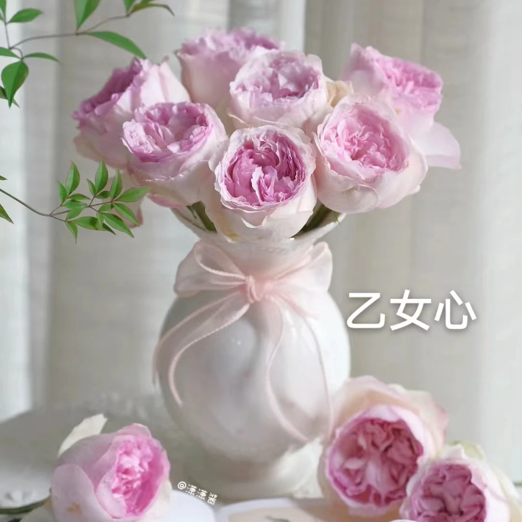 乙女心 大苗四季开花浓香月季