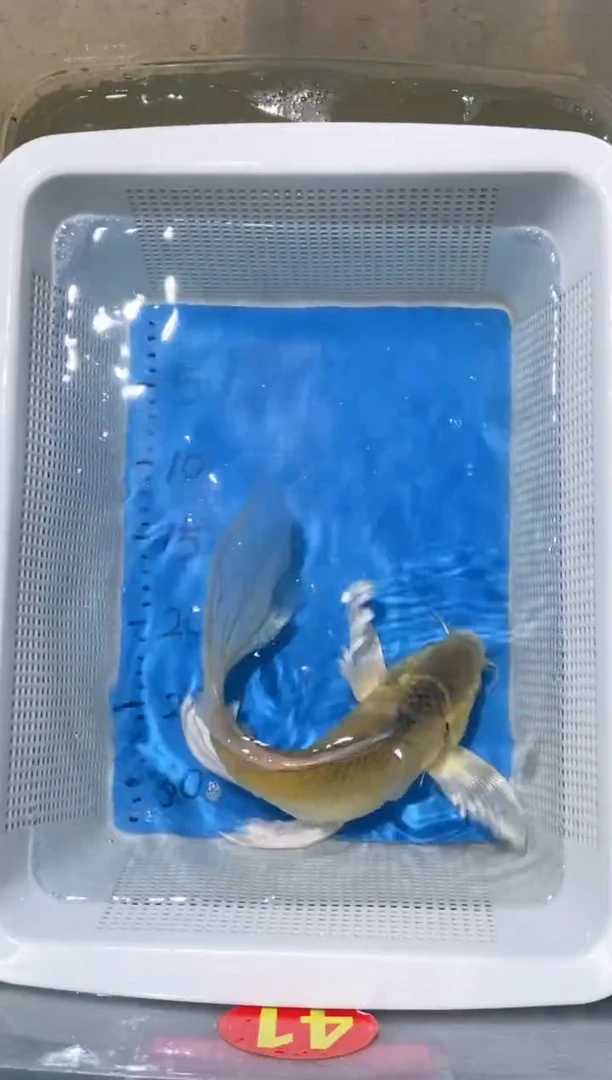 锦鲤锦鲤蝴蝶鲤鱼拍开箱视频包售后