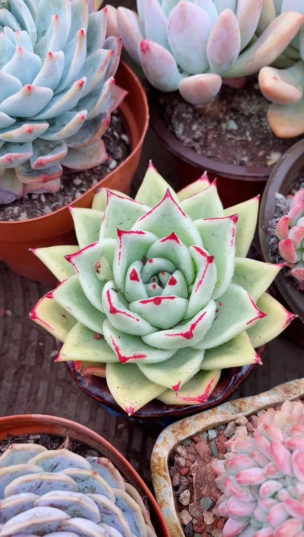 【闪购商品】08176