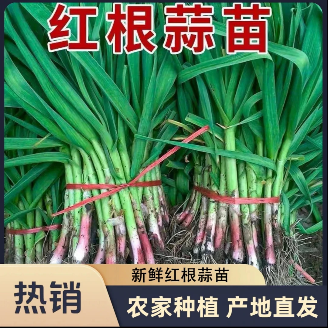 贵州新鲜蒜苗红皮大蒜苗农家自种现挖带泥发货【泡沫箱打包】