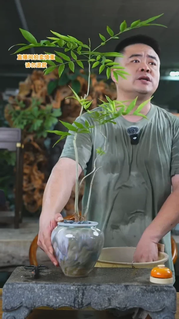 当前无花栽培后可以开花无患菩提8+