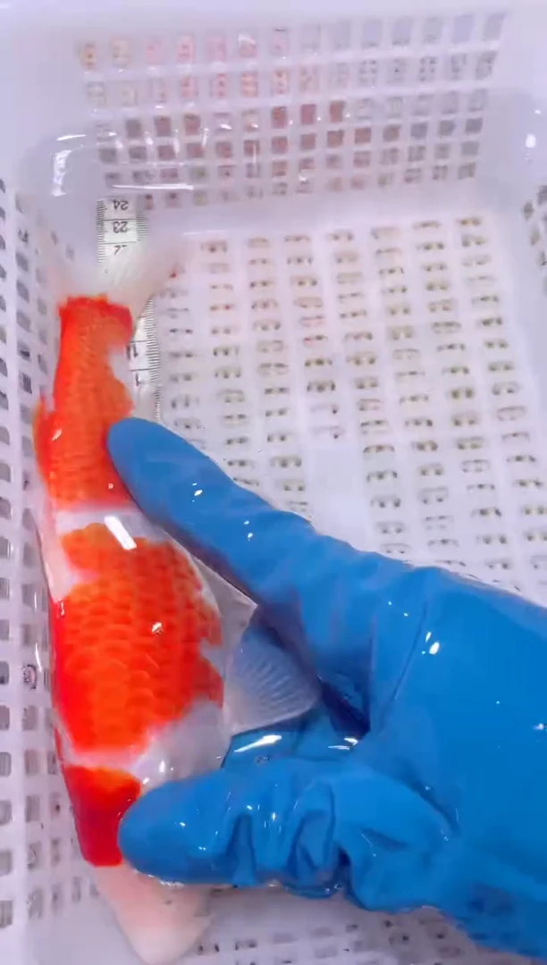 锦鲤血统锦鲤全场包邮68