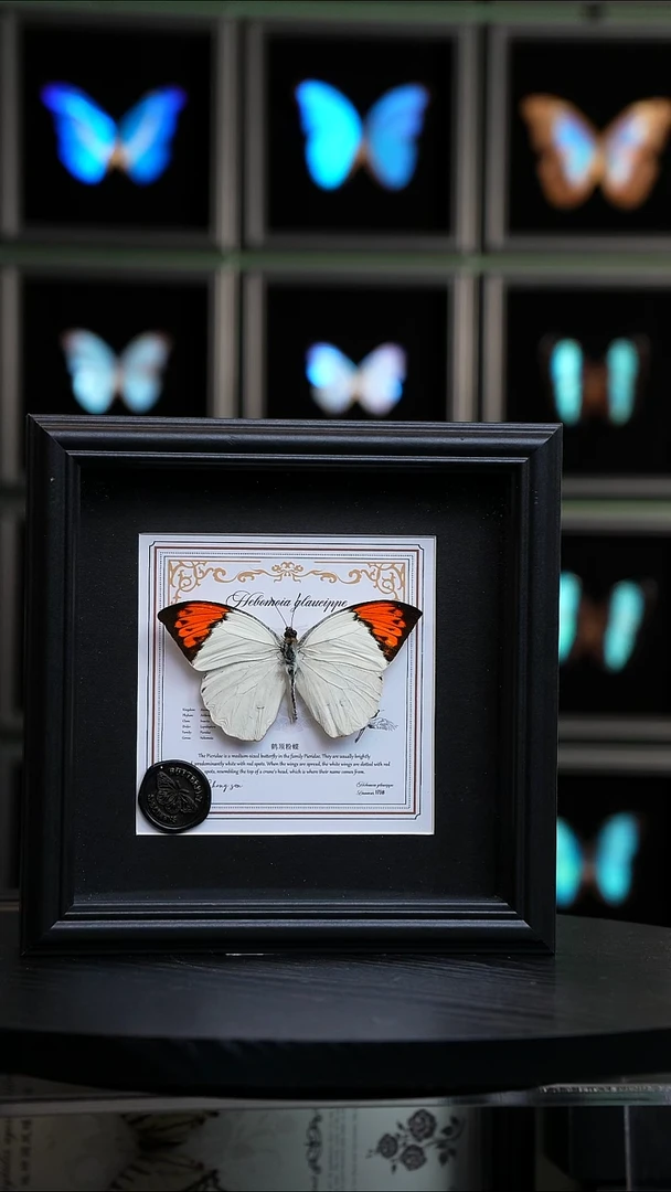 鹤顶粉蝶盲盒版7寸方框