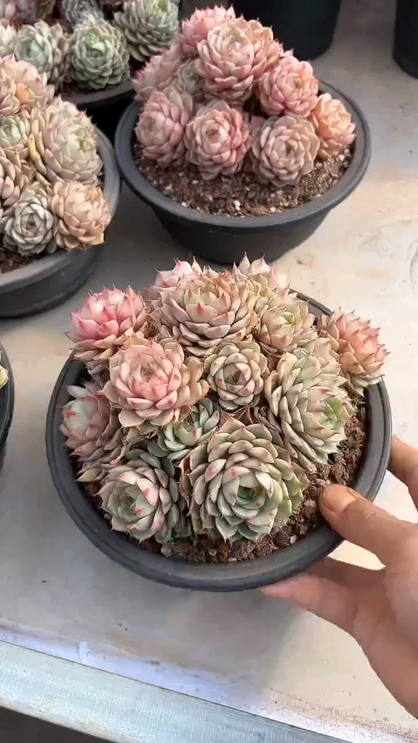 【闪购商品】群生苯巴蒂斯多肉20cm（可单挑）