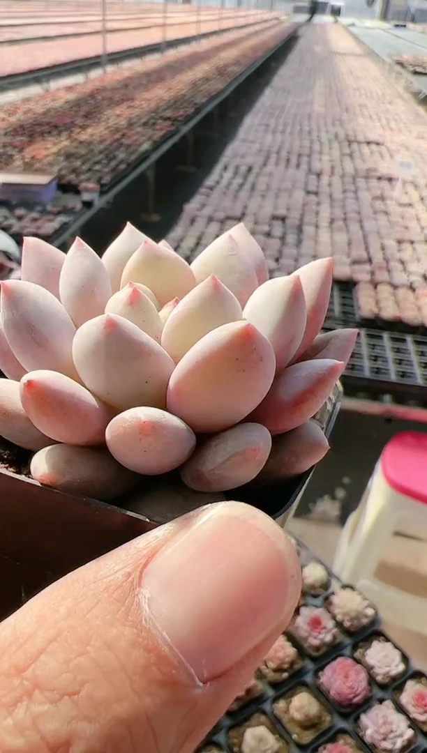 【闪购商品】冷美人-1